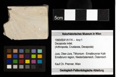 Foto (Objekt + Etiketten) von Decapoda indet. 